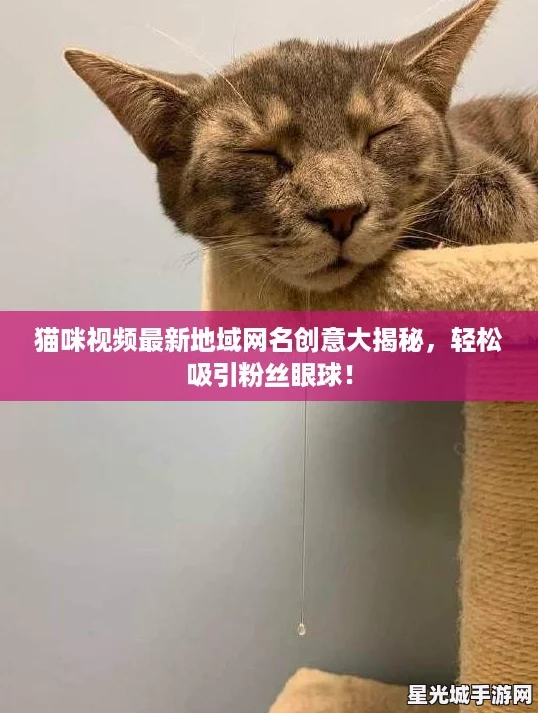 猫咪视频最新地域网名创意大揭秘，轻松吸引粉丝眼球！